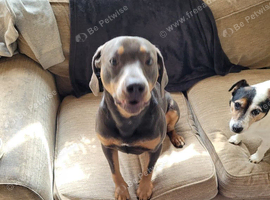 Looking for a good home