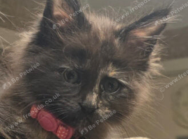 Rehomeing of main coon
