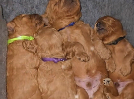 Cavapoo