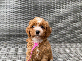 Beautiful fox red cavapoochon pups