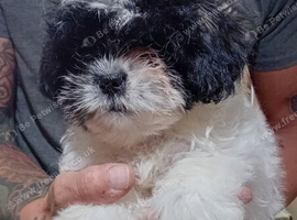 Tiniest Jackapooshih only 1 boy 3 girls left