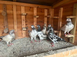 Roller pigoens