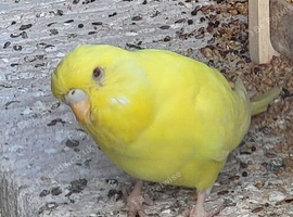 lutino hen budgie