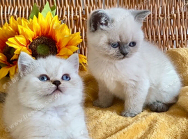 ABSOULETLY BEAUTIFUL PURE BRED BSH (READY NOW)