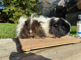 Texel sows (&pound;70 for the pair)
