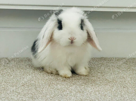 Two Vaccinated Bunnies with Full Setup