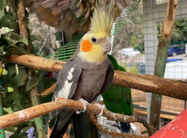 Semi-Tame Cockatiel &ndash; &pound;80