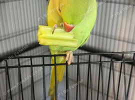 Indian ringneck Parrot baby