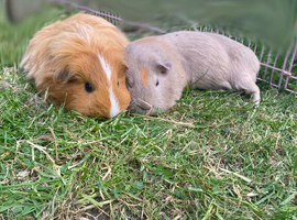 Rehoming and rescuing