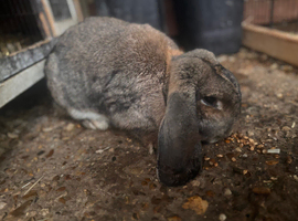 Female pure French lop