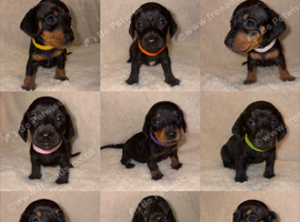 Litter of 9 pups - ready to leave 4/11/26