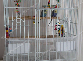 Two budgies with cage