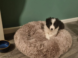 Border collie