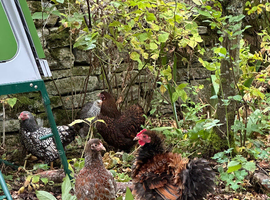 5 month Pekin frizzle boy for&nbsp;rehoming in&nbsp;NE47