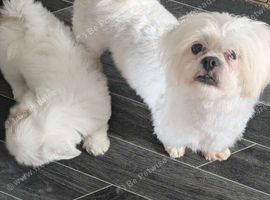 Lhasa apso puppies
