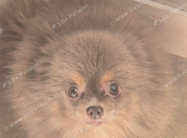 Pastel lilac and tan female