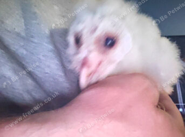 Barn owlet for sale