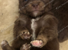 Panamanian pup
