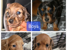 4 Miniature dachshund puppies