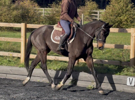 15.1h Irish sport horse mare