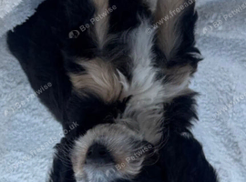 Health tested cockapoo puppies