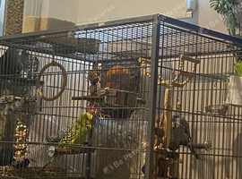 Looking for budgies