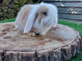 Pure bred mini lop baby rabbits