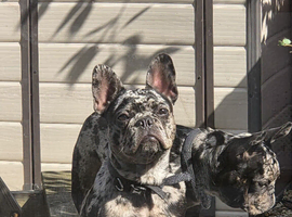 2 merle frenchies