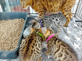 7 amazing Bengal kittens for sale