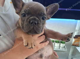 French bulldog pups