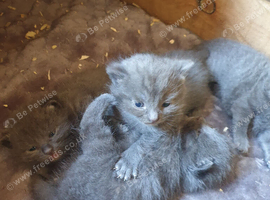 Russian blue kittens