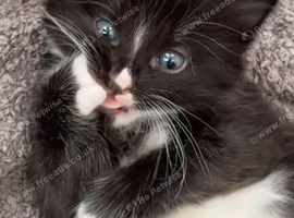 5 beautiful kittens looking for a loving home️