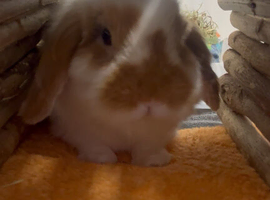 WANTED RABBIT