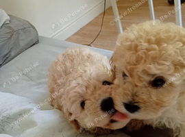 Miniature poodle