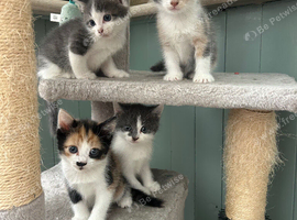4  pretty kittens