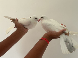 Pair of young toghi pigeons