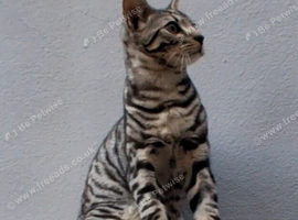 Brother & sister bengal / tabby