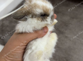 Mini Lop babies looking for new home