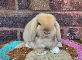 Pair of mini lop boys