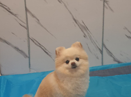 Beautiful pomeranian girl 5 years old