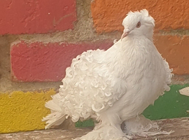White frill back pigeons for sale