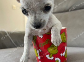 Chihuahua teacup size apple Head puppy