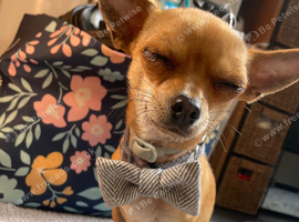 Male teacup chihuahua