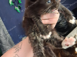 Beautiful female kitten