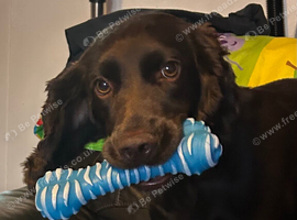 Looking for a good home for my cocker spaniel