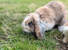 Lop rabbit