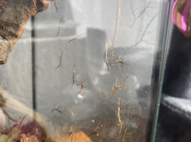 Indian stick insects