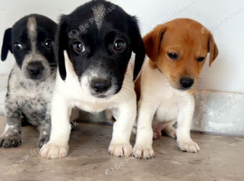 Litter of Jack russells