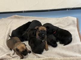 Belgium malinois