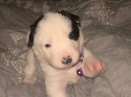 Border collie pups